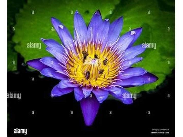 What insects eat water lilies