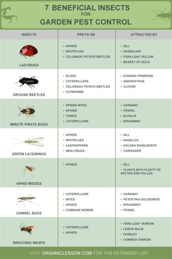What insects help gardens