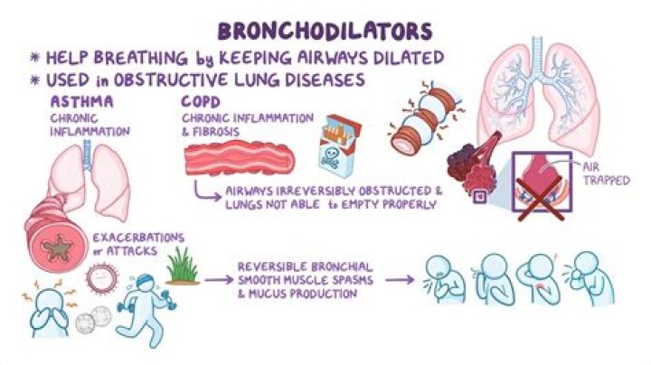 What is a natural bronchodilator