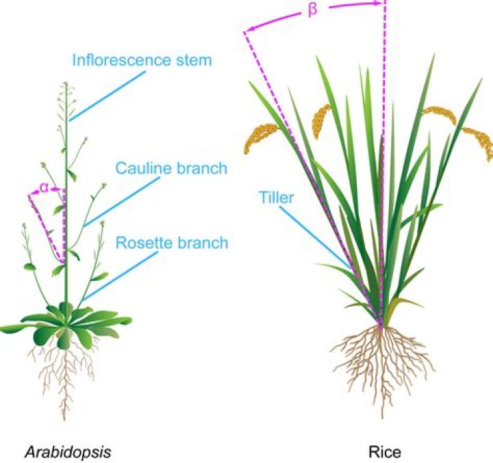 What is a rice tiller