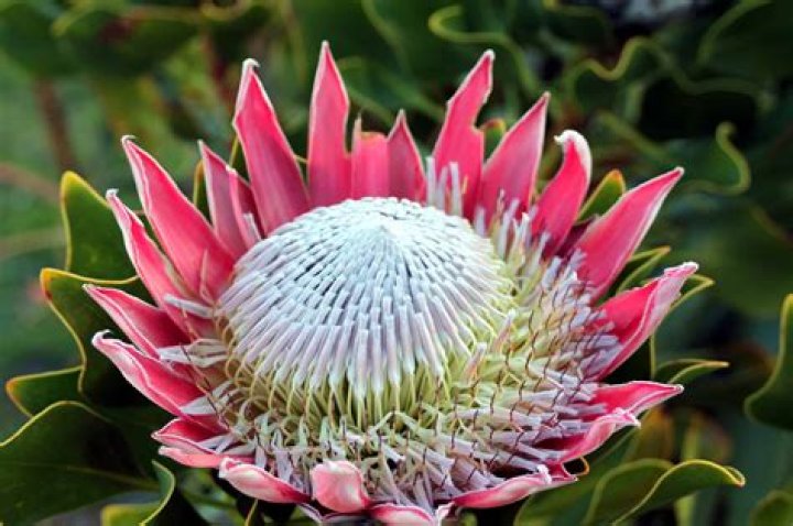 What is a South African lily