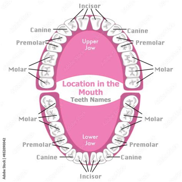 What is another name for eye teeth