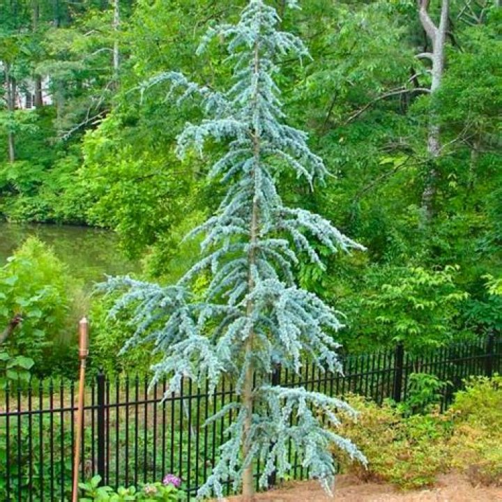 What is Atlas cedar