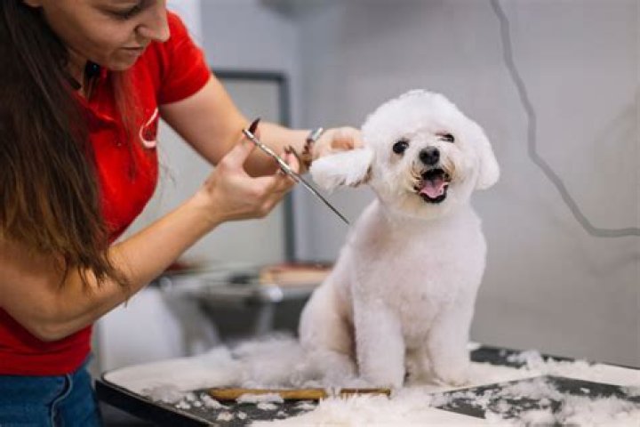 What is being a dog groomer like