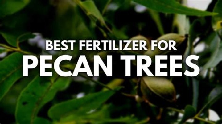 What is best fertilizer for pecan trees