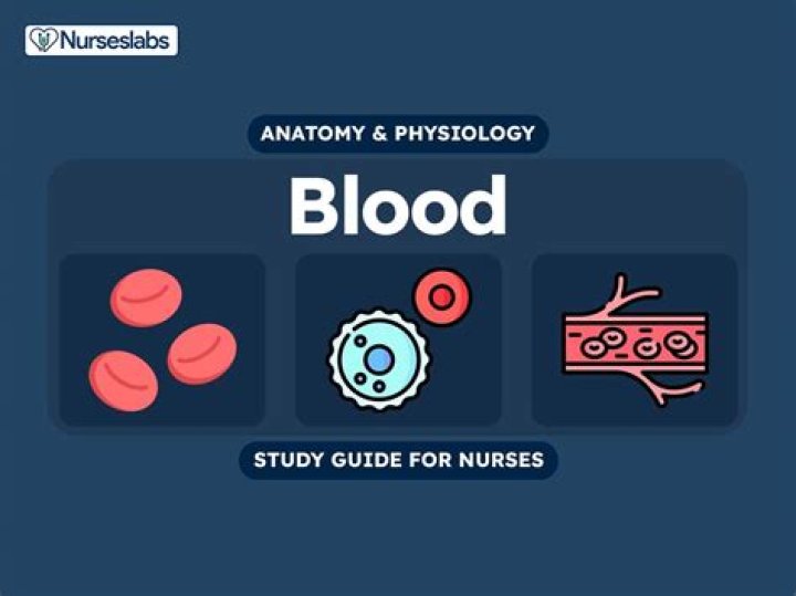 What is blood anatomy and physiology
