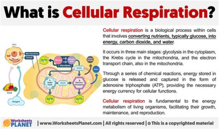 What is cellular respiration in biology