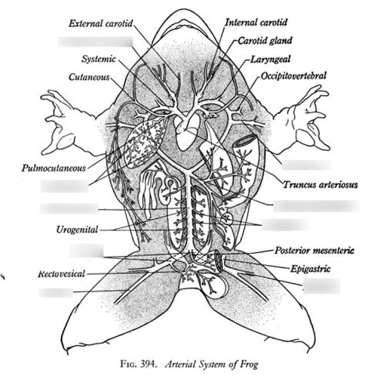 What is Conus arteriosus in a frog