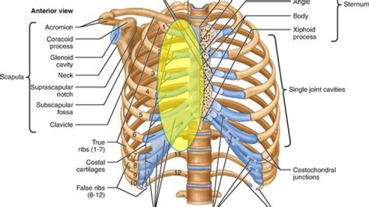 What is Costochondral Junction