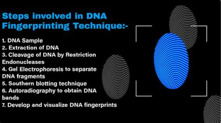 What is DNA fingerprinting and how does it help solve crimes