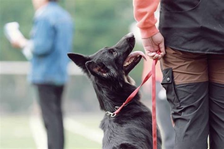 What is dog obedience competition