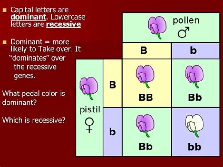 What is dominant and recessive traits