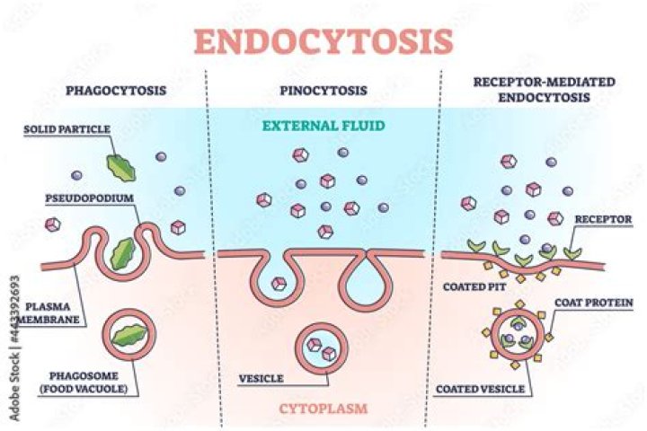 What is endocytosis and Pinocytosis