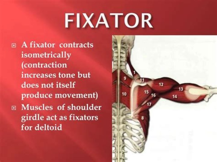 What is fixator muscle