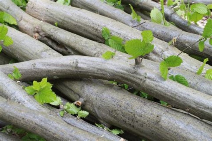 What is Hornbeam Wood