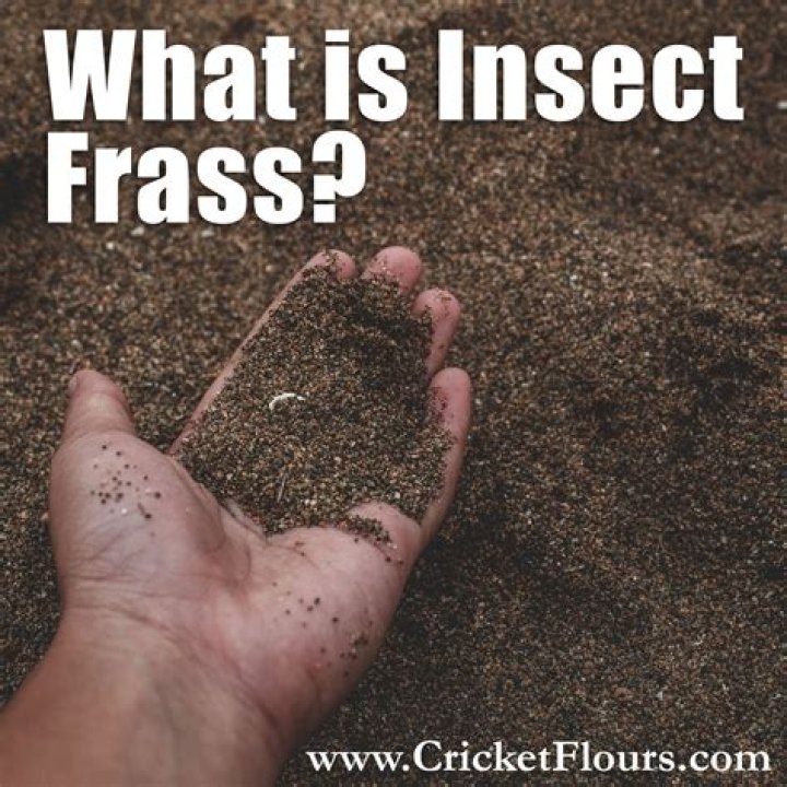 What is insect frass