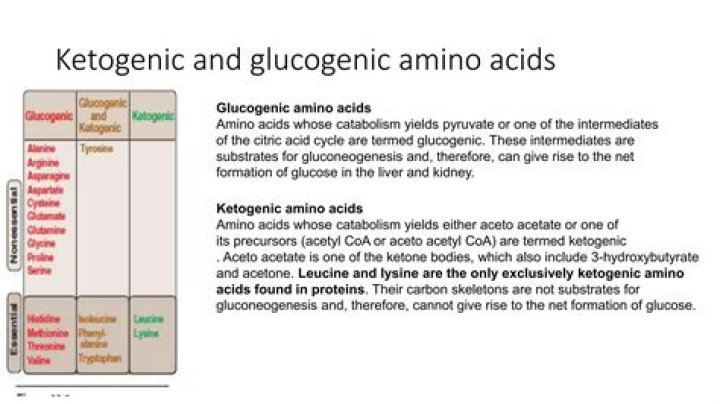 What is ketogenic and glucogenic amino acids
