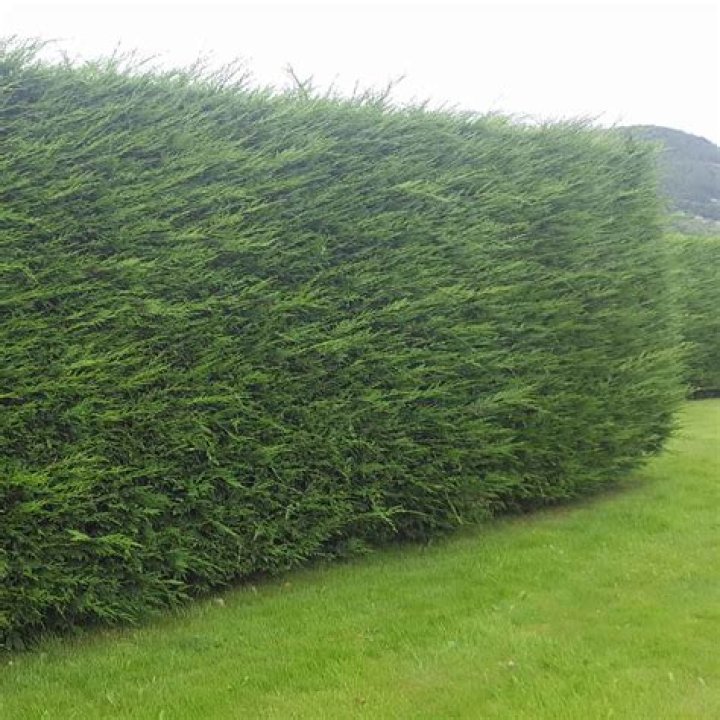What is killing my leylandii hedge