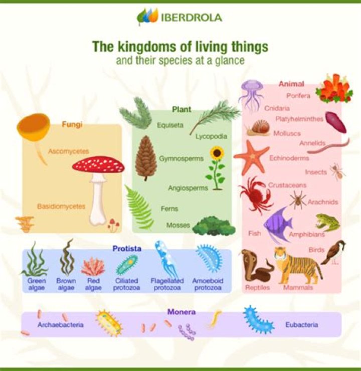 What is kingdom phylum genus and species