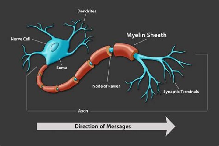 What is myelin function