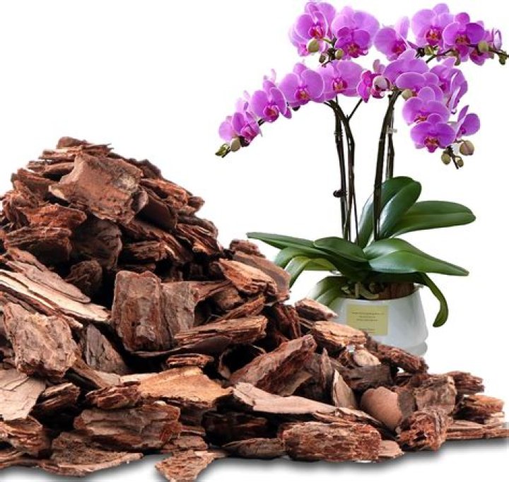 What is orchid bark