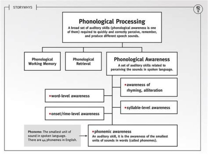 What is phonological memory