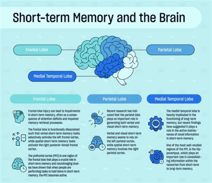 What is phonological short term memory