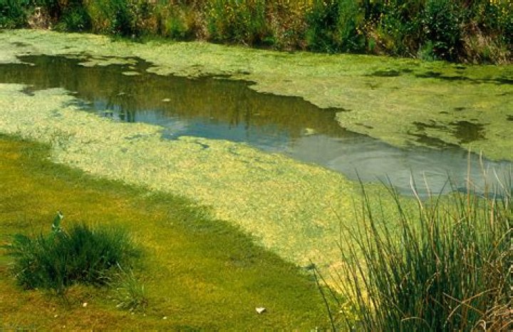 What is pond algae