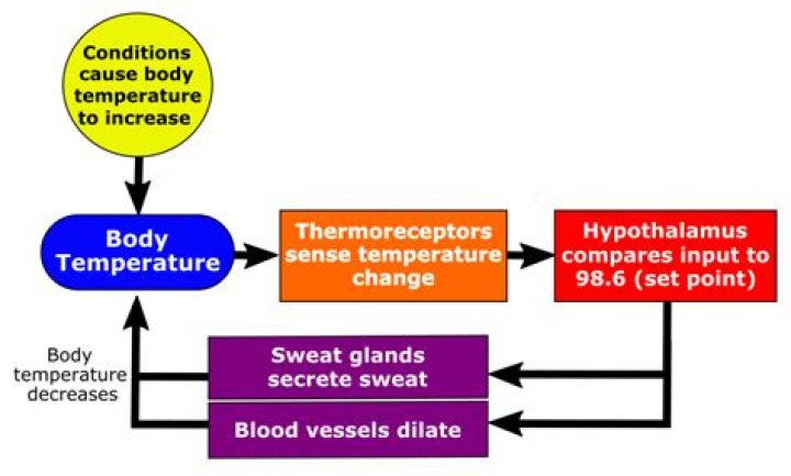What is set point for temperature control?