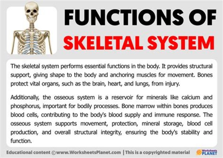 What is skeletal system and its parts
