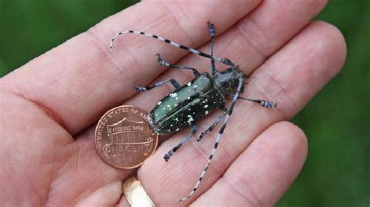 What is the Asian longhorned beetle habitat