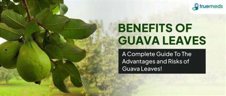 What is the benefit of guava leaves tea