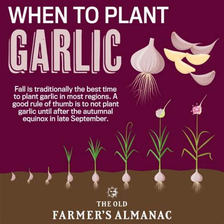 What is the best garlic to plant
