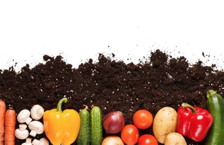 What is the best organic soil for vegetables
