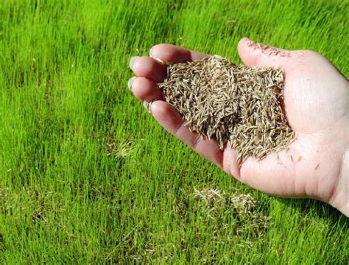 What is the best seed to grow grass