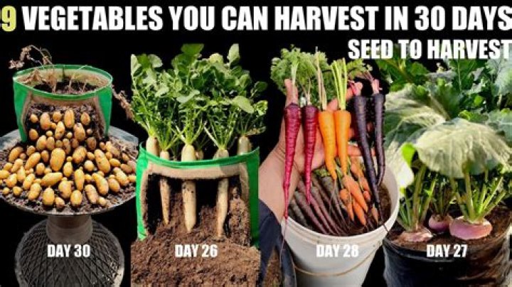 What is the best time of day to harvest vegetables