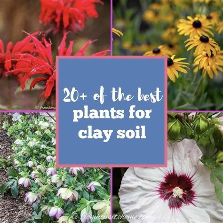 What is the best tree to plant in clay soil