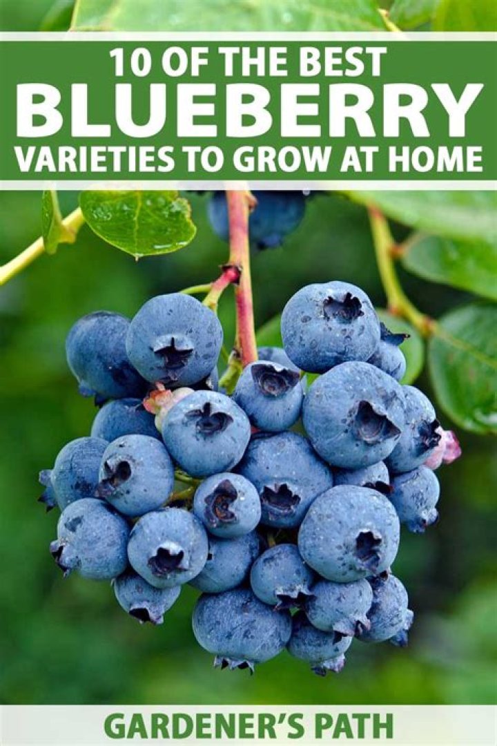 What is the best variety of blueberries