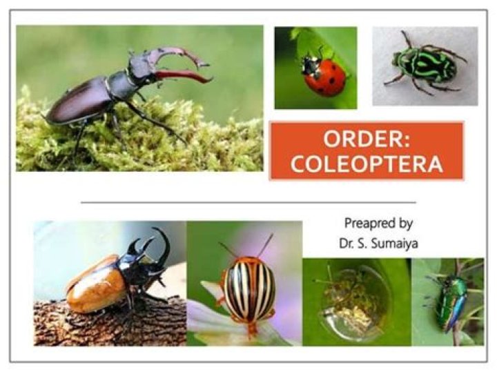 What is the defining characteristic of the order Coleoptera