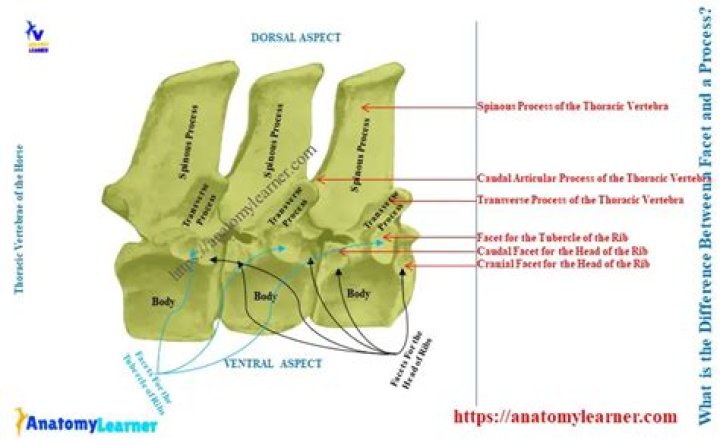 What is the difference between a facet and a process