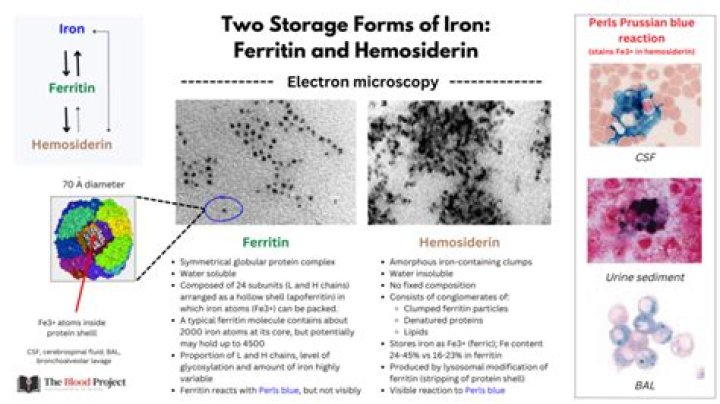 What is the difference between hemosiderin and ferritin