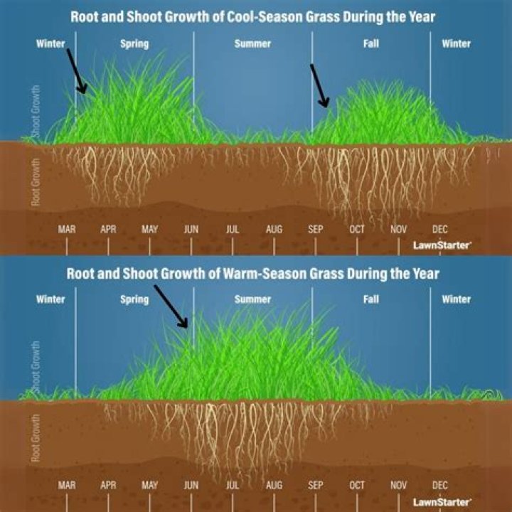 What is the difference between warm season grasses and cool season grasses