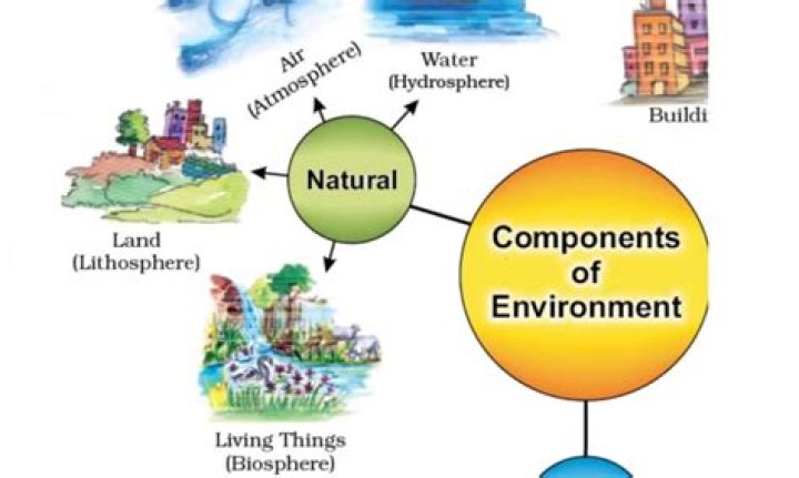 What is the environment of a pond