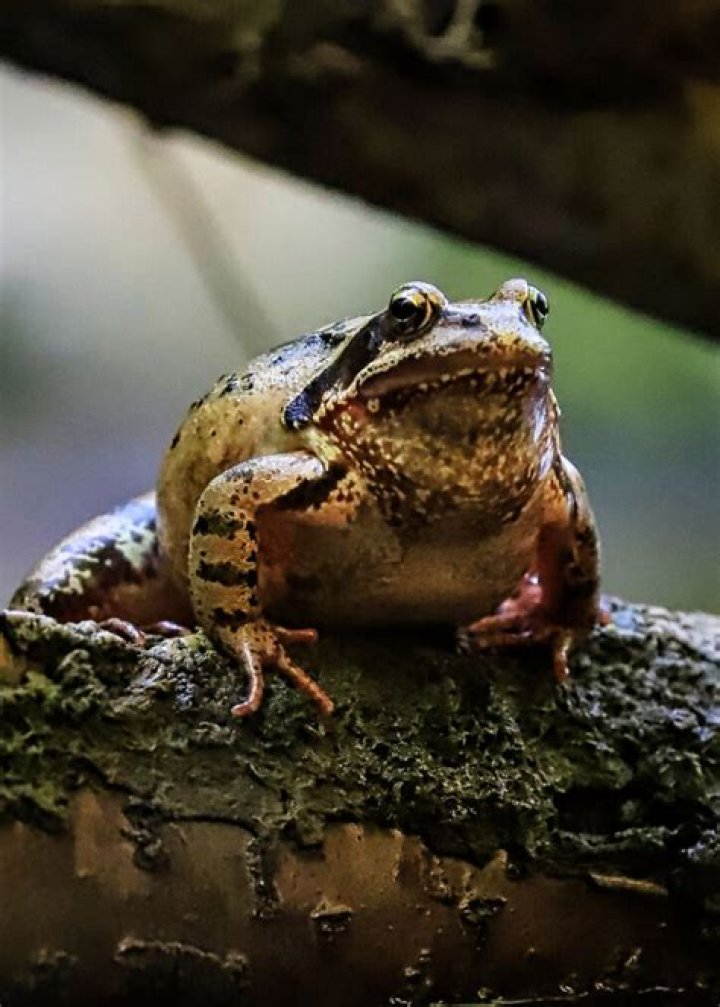 What is the full meaning of Joshua