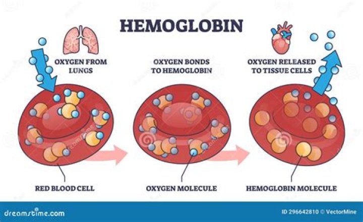 What is the function of hemoglobin in the body quizlet