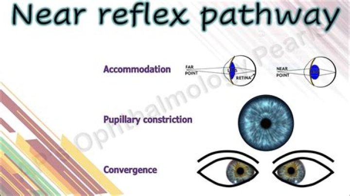 What is the importance of the convergence reflex