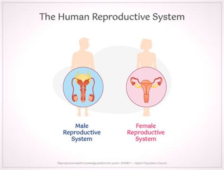 What is the importance of the male and female reproductive system