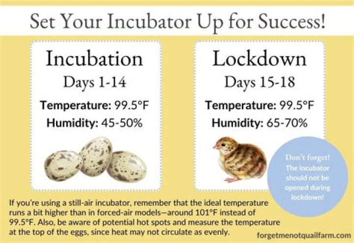 What is the incubation temperature for quail eggs