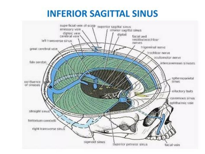 What is the inferior sagittal sinus
