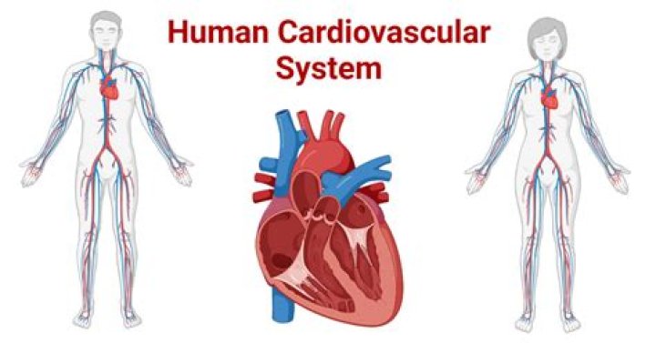 What is the main organ of the cardiovascular system